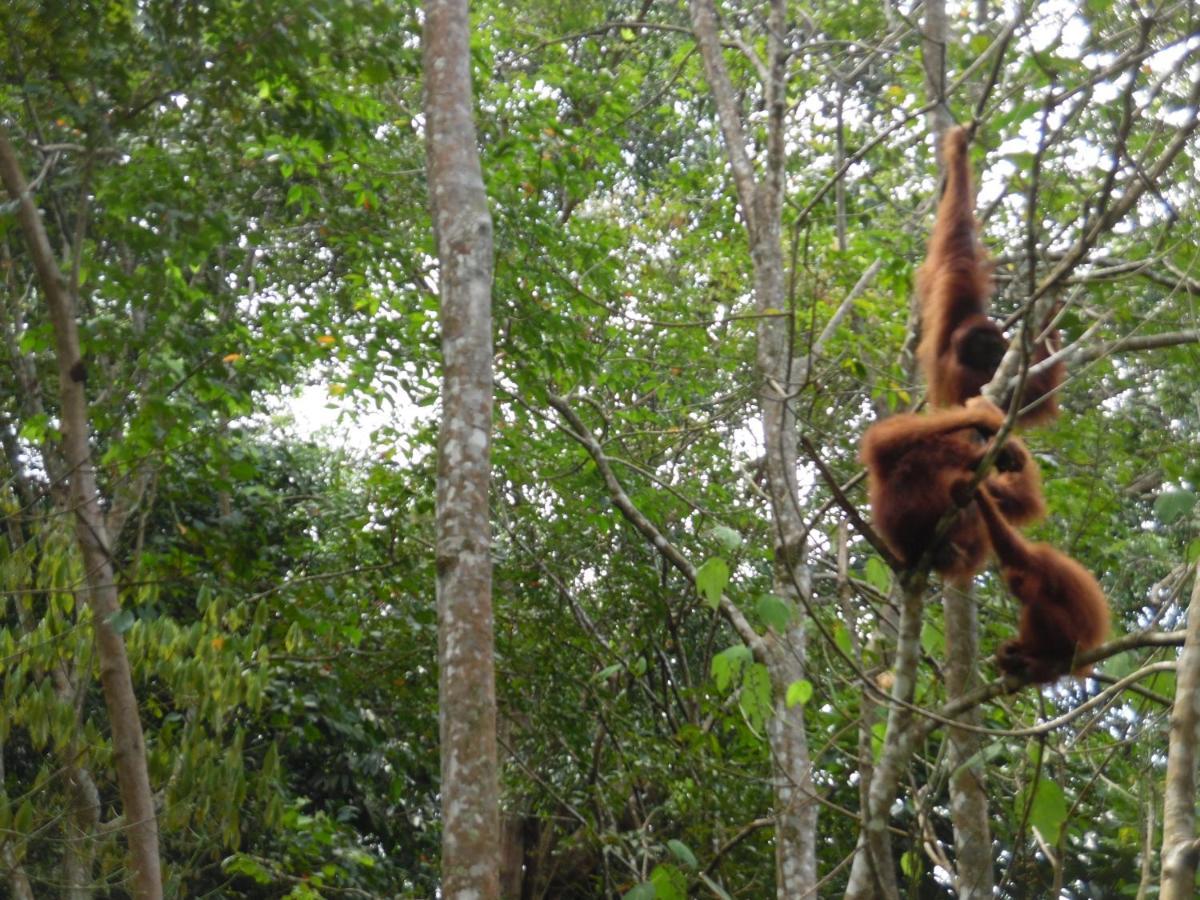Ambow Homestay Jungle Trekking & Village Tour Bukit Lawang Εξωτερικό φωτογραφία
