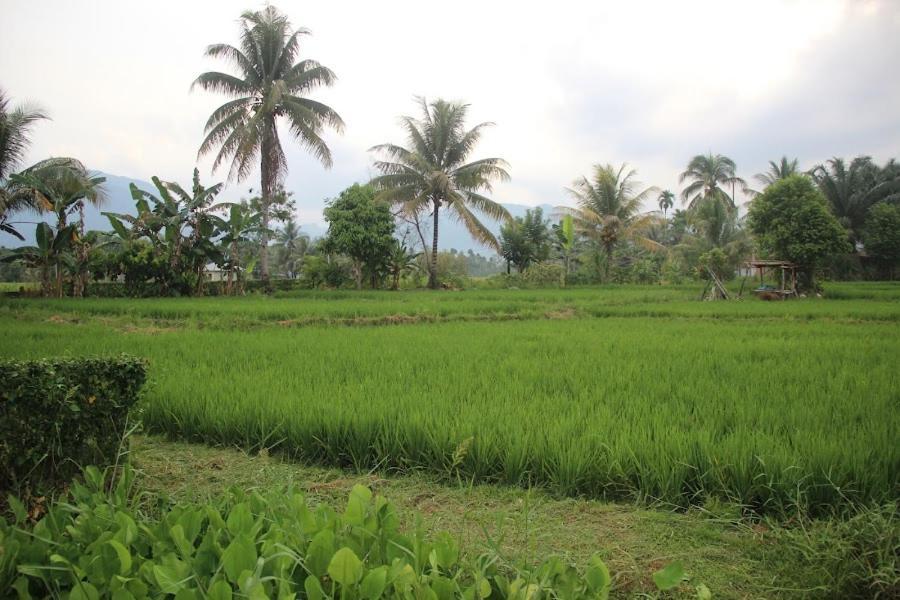 Ambow Homestay Jungle Trekking & Village Tour Bukit Lawang Εξωτερικό φωτογραφία