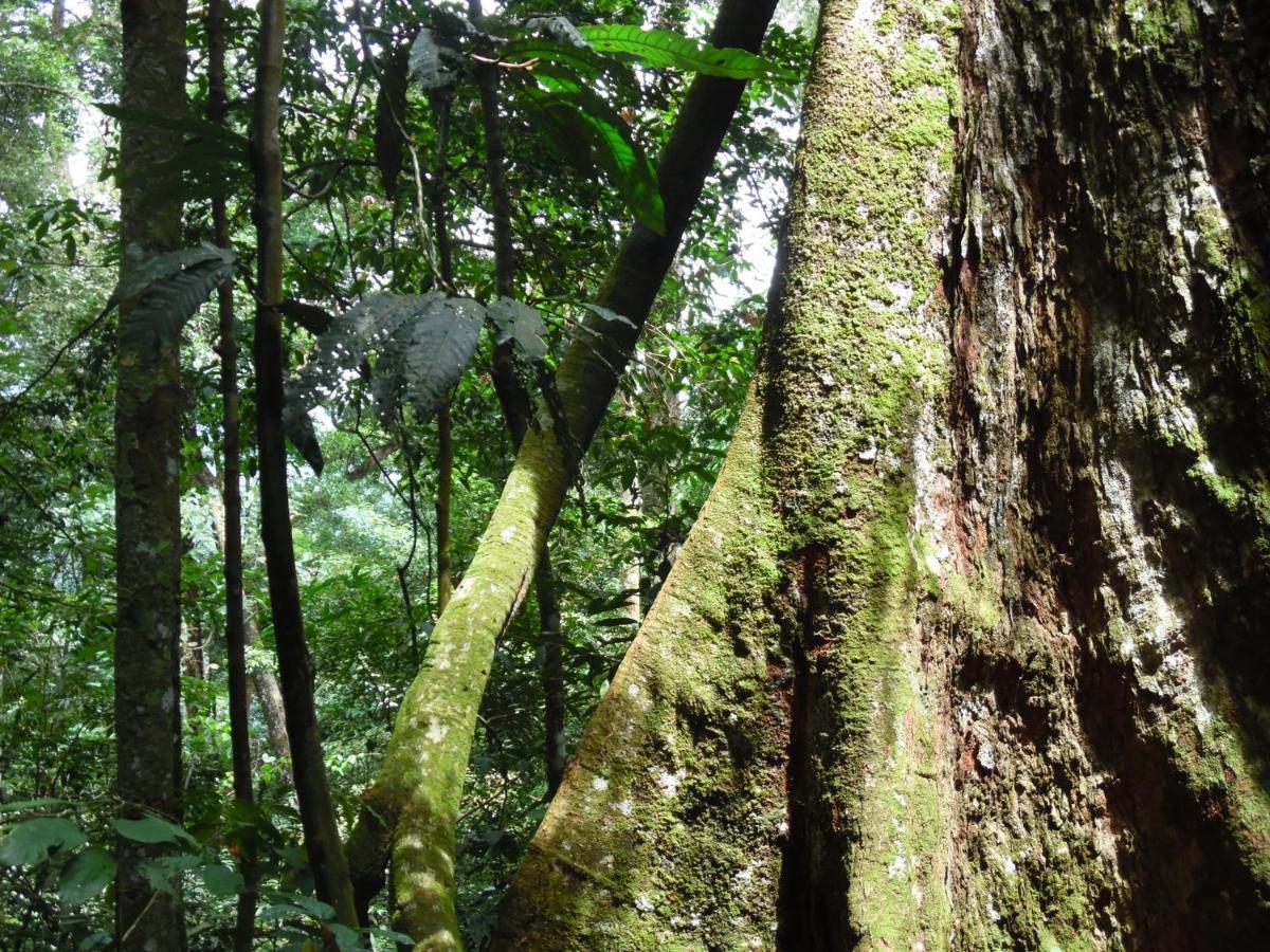Ambow Homestay Jungle Trekking & Village Tour Bukit Lawang Εξωτερικό φωτογραφία