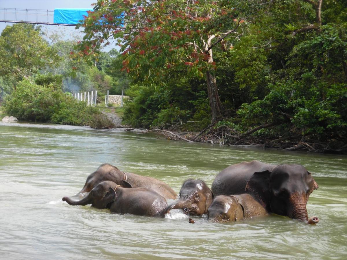 Ambow Homestay Jungle Trekking & Village Tour Bukit Lawang Εξωτερικό φωτογραφία